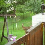 Suburban whitetail deer