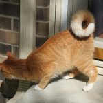 T Tuesday: cats edition